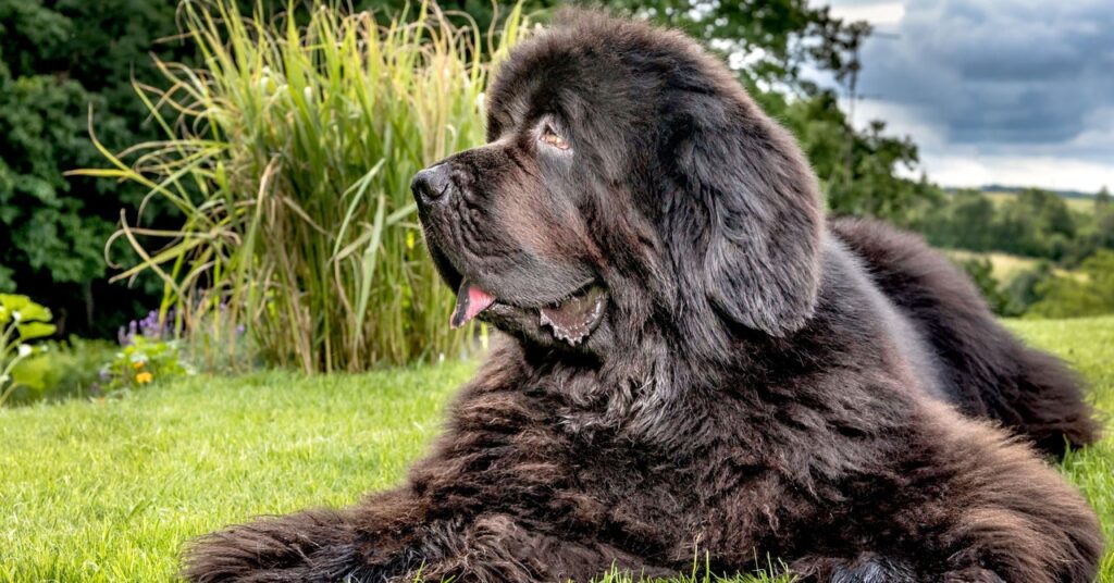 a-life-extension-drug-for-big-dogs-is-getting-closer-to-reality