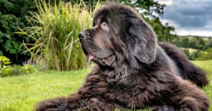a-life-extension-drug-for-big-dogs-is-getting-closer-to-reality
