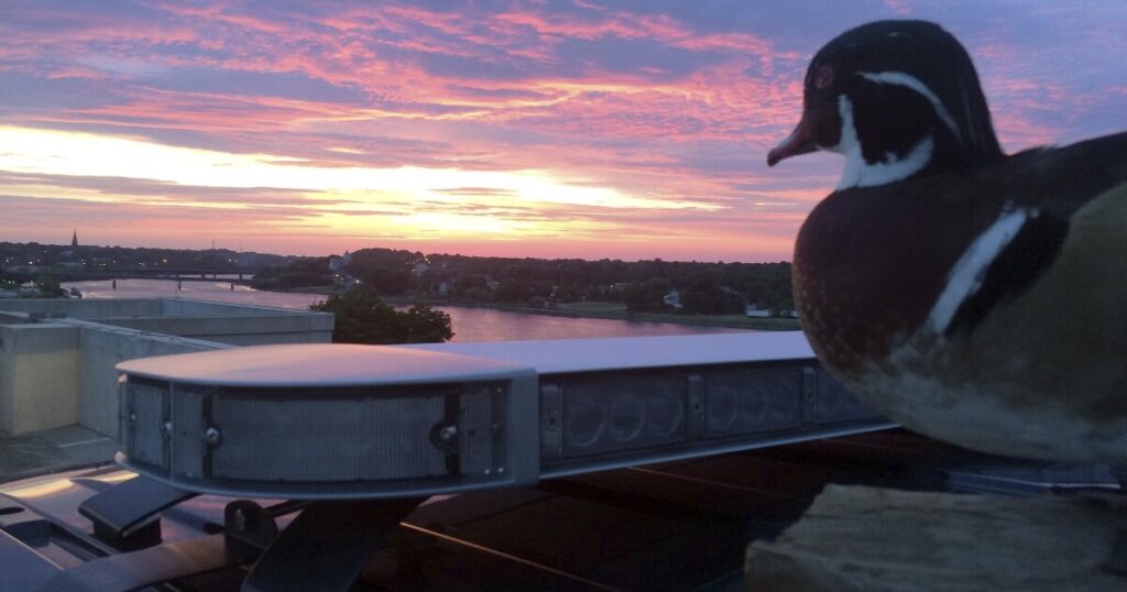 ‘drones-for-ducks:’-federal-grants-fund-research-to-use-ai-to-count-birds