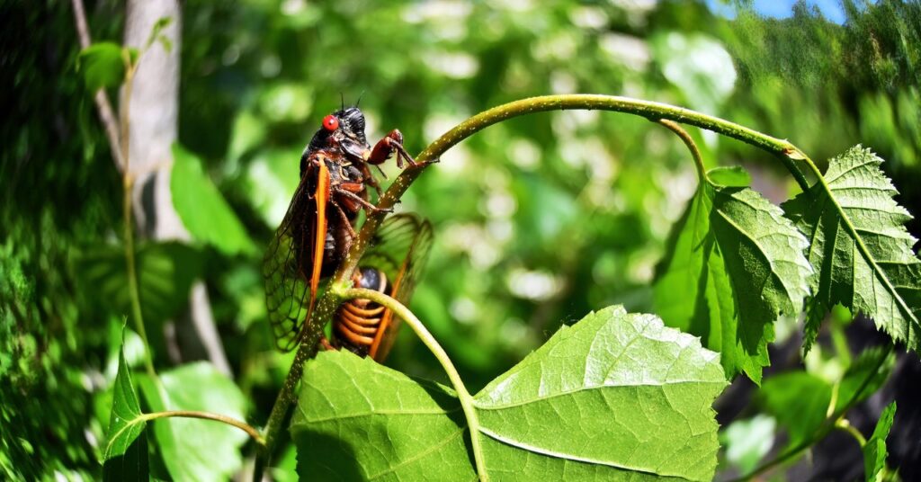 cicadas-are-so-loud,-fiber-optic-cables-can-‘hear’-them