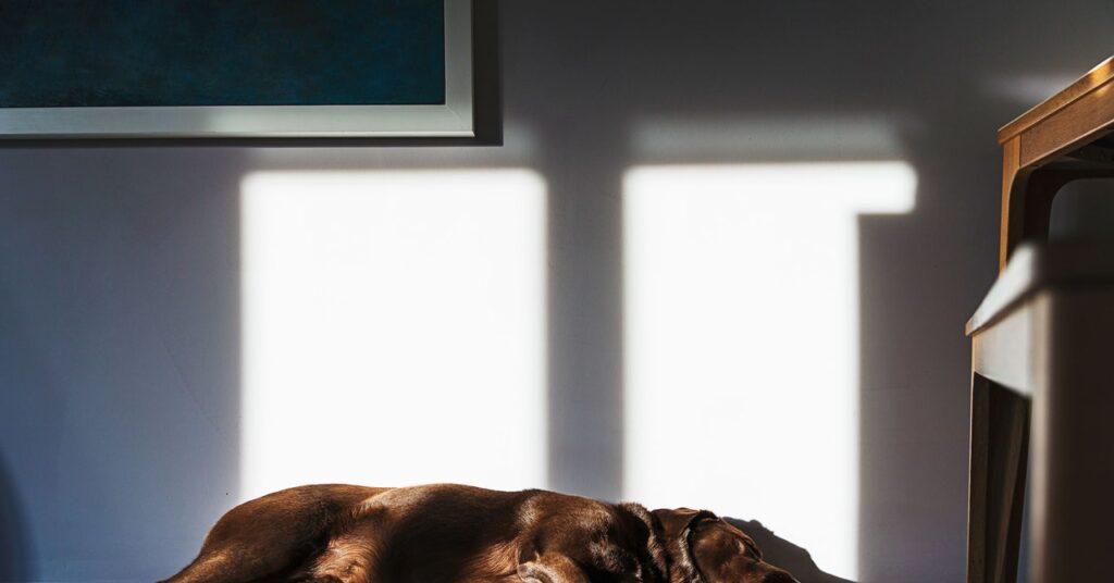 the-race-to-find-what’s-making-america’s-dogs-sick