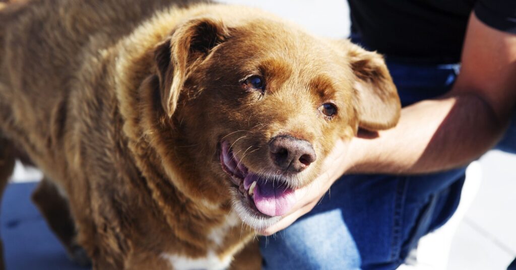 was-bobi-the-world’s-oldest-dog—or-a-fraud?