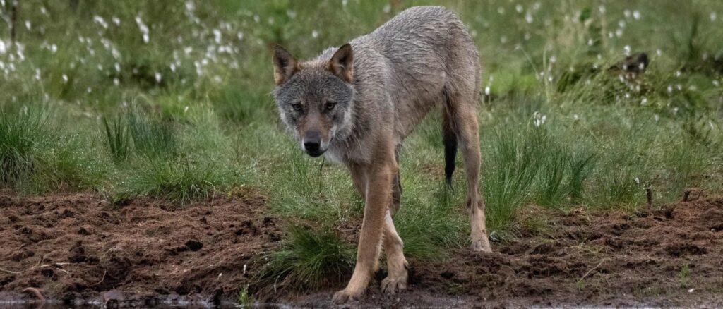 police-say-pet-‘wolf-hybrid’-killed-3-month-old-baby-in-alabama