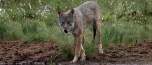 police-say-pet-‘wolf-hybrid’-killed-3-month-old-baby-in-alabama