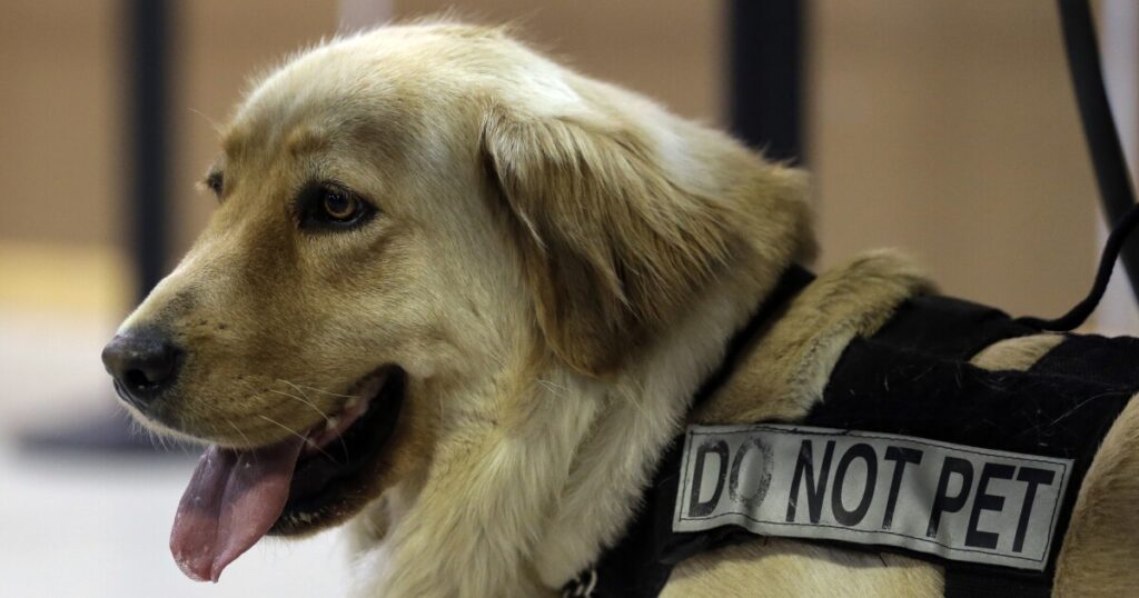 tsa-unveils-canine-calendar-for-2024