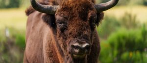 ‘definitely-an-idiot’:-man-gored-by-bison-suffers-serious-injuries