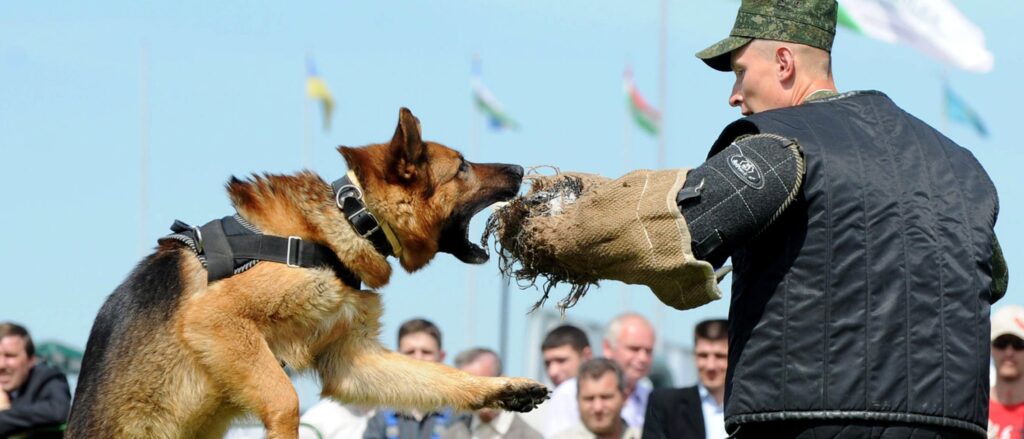 dogs-maul-six-year-old-boy-to-death-at-friend’s-house,-police-say