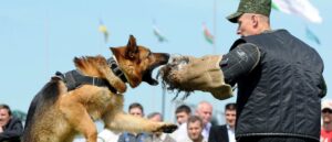 dogs-maul-six-year-old-boy-to-death-at-friend’s-house,-police-say