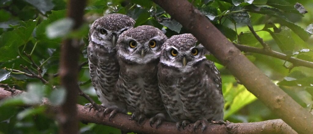 ‘still-invading’:-gov’t-goes-to-war-with-one-owl-species-to-save-another