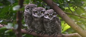 ‘still-invading’:-gov’t-goes-to-war-with-one-owl-species-to-save-another
