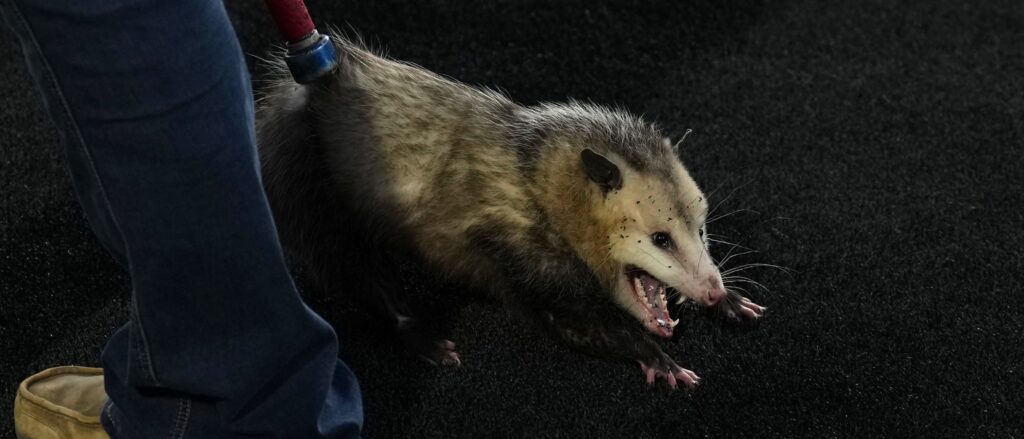 video-shows-live-possum-doing-his-best-christmas-ornament-impression