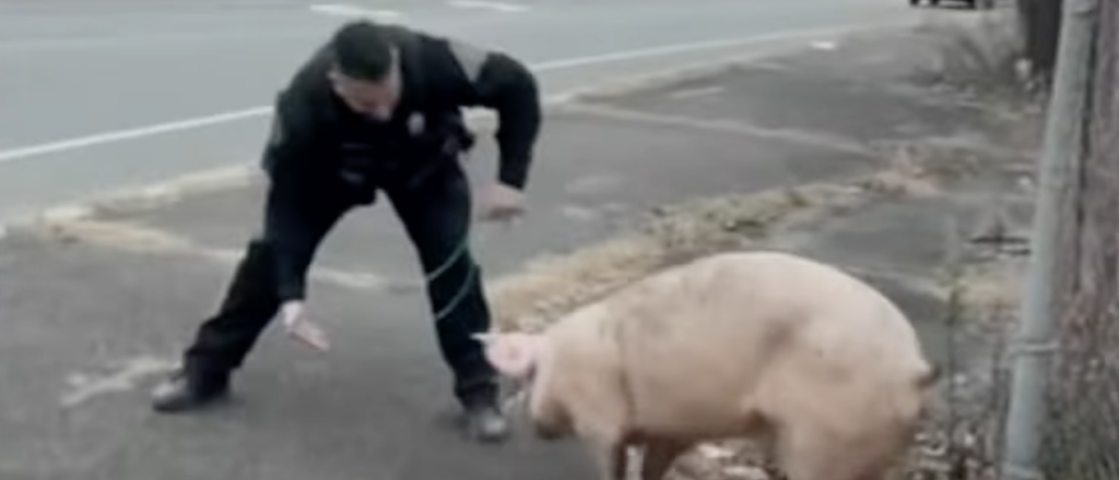 video-shows-pig-named-albert-einswine-leading-new-jersey-police-on-wild-chase