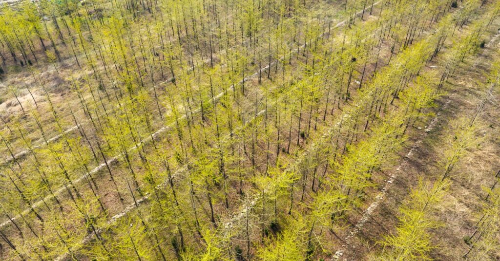 stop-planting-trees,-says-guy-who-inspired-world-to-plant-a-trillion-trees