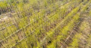 stop-planting-trees,-says-guy-who-inspired-world-to-plant-a-trillion-trees
