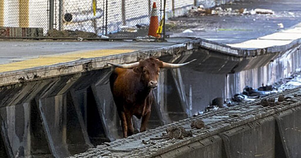 new-jersey-trains-delayed-due-to-loose-bull-on-the-tracks