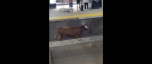 bull-captured-after-causing-major-transit-delays.-animal’s-origin-remains-unknown