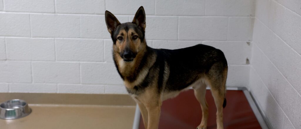 woman-who-stabbed-dog-to-death-and-bit-two-people-during-home-invasion-gets-12-years
