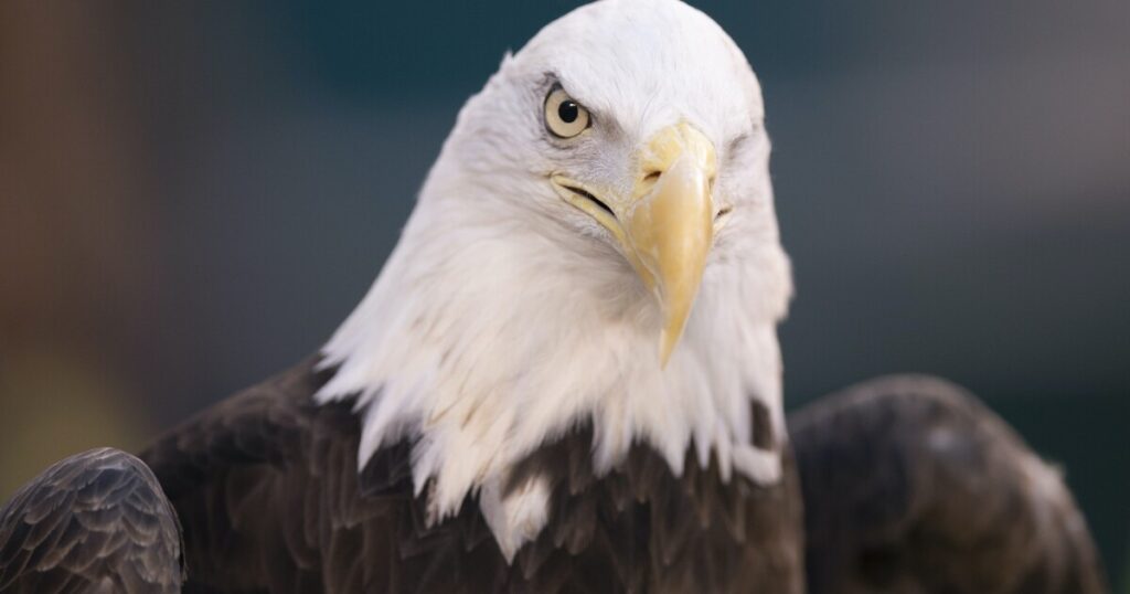 montana-men-charged-in-the-killing-and-trafficking-of-bald-eagles
