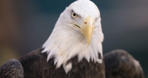 montana-men-charged-in-the-killing-and-trafficking-of-bald-eagles