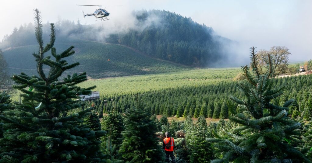 the-toxic-truth-about-your-christmas-tree