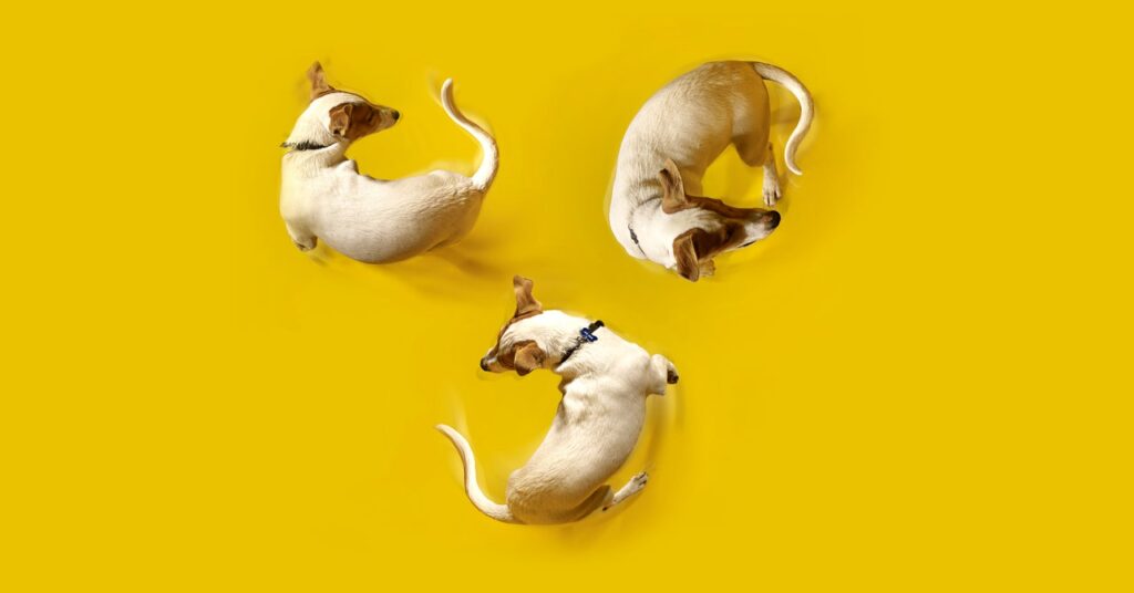keep-an-eye-on-fido-with-these-pet-cameras