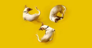 keep-an-eye-on-fido-with-these-pet-cameras