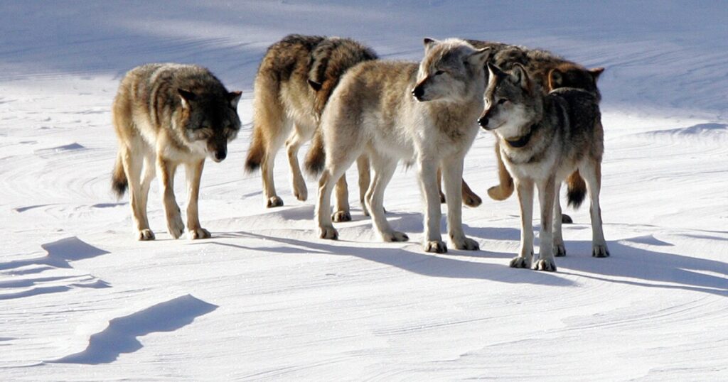 colorado-releases-five-wolves-transplanted-from-oregon