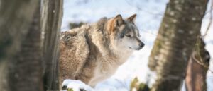 colorado-releases-wolves-after-urban-liberals-voted-for-them