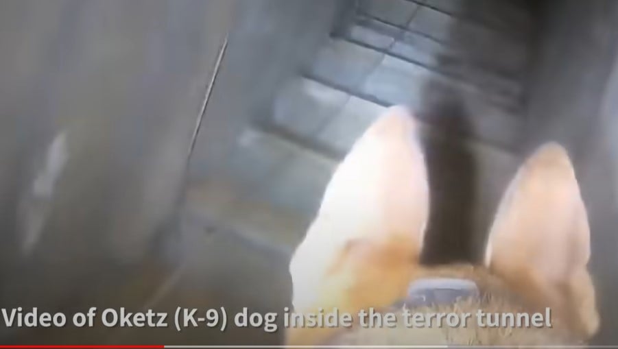 good-boy!-watch-idf-k-9-dog-soldier-sniff-out-hamas-terror-tunnel