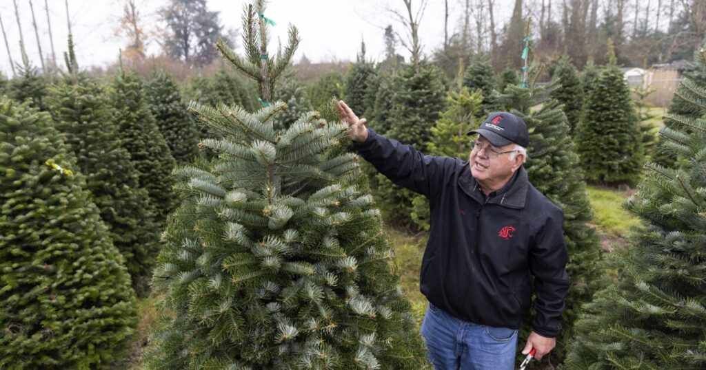 drier-summers-and-warmer-falls-threaten-winter’s-christmas-trees