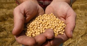 midwest-soybeans-are-going-global