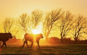 skyrocketing-food-prices-are-prompting-many-americans-to-stock-up-on-long-term-storage-beef