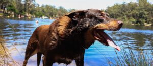 woman-swept-away-under-ice-after-jumping-into-river-to-save-family-dog