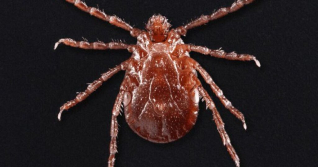 invasive-asian-‘cow-killing’-tick-has-rapidly-crept-across-america,-cdc-warns