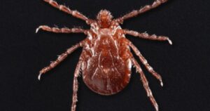 invasive-asian-‘cow-killing’-tick-has-rapidly-crept-across-america,-cdc-warns