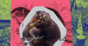 spying-on-beavers-from-space-could-help-save-california