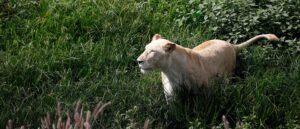 fact-check:-no,-lions-did-not-escape-from-mississippi-zoo