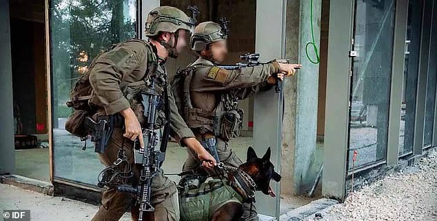 israeli-hero-bomb-dog-makes-miracle-recovery-after-being-blown-up-by-a-hamas-terrorist’s-grenade