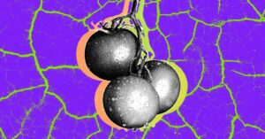 the-foods-the-world-will-lose-to-climate-change