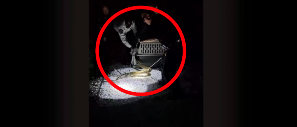 video-shows-officers-wrangling-massive-python-with-golf-clubs-at-private-florida-beach-club