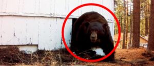 video-shows-man-with-paintball-gun-take-on-bear-lounging-under-house-in-lake-tahoe