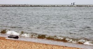 it-was-a-good-year-for-the-chesapeake-bay