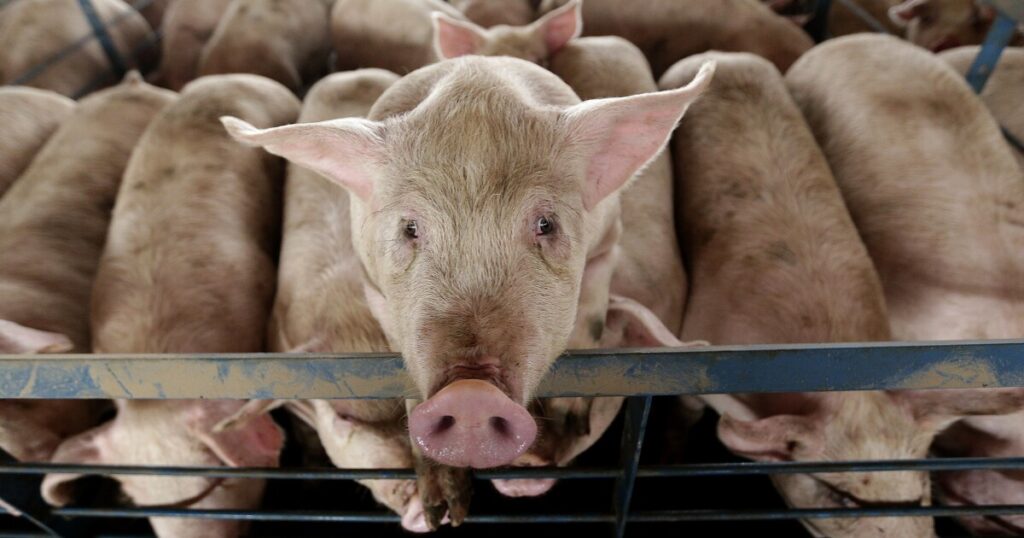 farmers-concerned-about-effects-of-california’s-new-animal-welfare-law