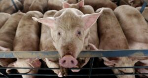 farmers-concerned-about-effects-of-california’s-new-animal-welfare-law