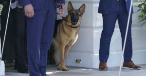 2023-review:-bidens-remove-family-dog-after-numerous-biting-attacks-at-white-house