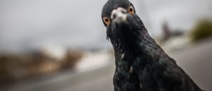 ‘christmas-miracle’:-pigeon-reunited-with-owner-after-salon-employee-makes-unusual-discovery
