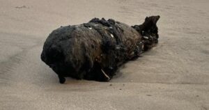 inert-world-war-ii-era-bomb-washes-up-on-santa-cruz-beach