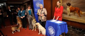 there’s-officially-a-new-breed-of-dog:-the-lancashire-heeler
