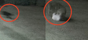 video-shows-stray-cat-rescuing-tiny-pooch-from-coyote-attack