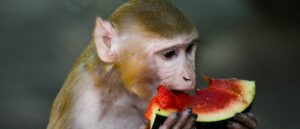beware-of-herpes-monkeys,-authorities-say